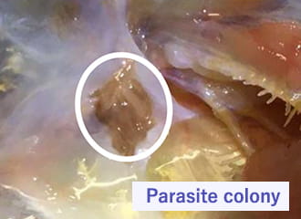 Parasite colony