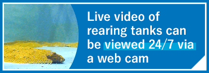Live video of rearing tanks can be viewed 24/7 via a webcam