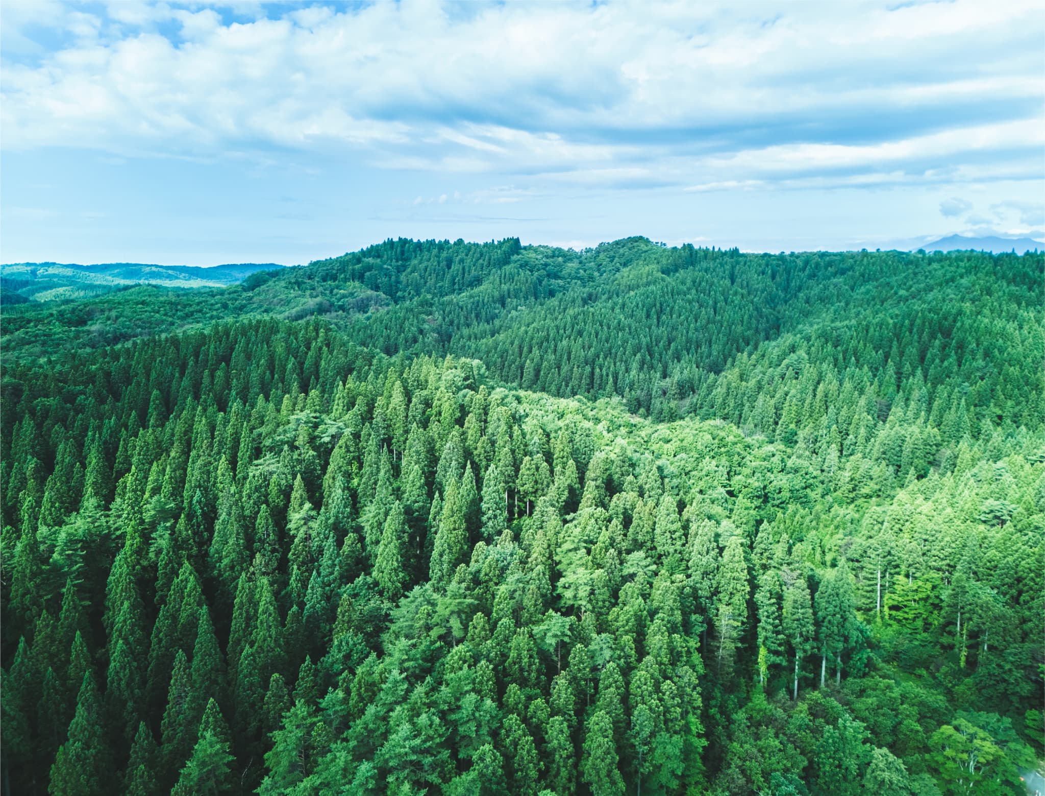 コンクリートと木材の内装、観葉植物のあるエントランスホール