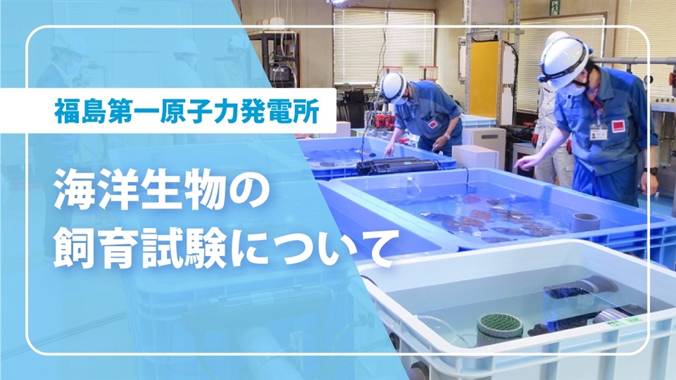 福島第一原子力発電所　海洋生物の飼育試験について