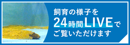 飼育の様子を24時間LIVEでご覧いただけます