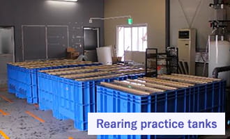 Rearing practice tanks