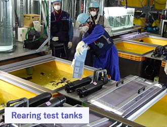 Rearing test tanks