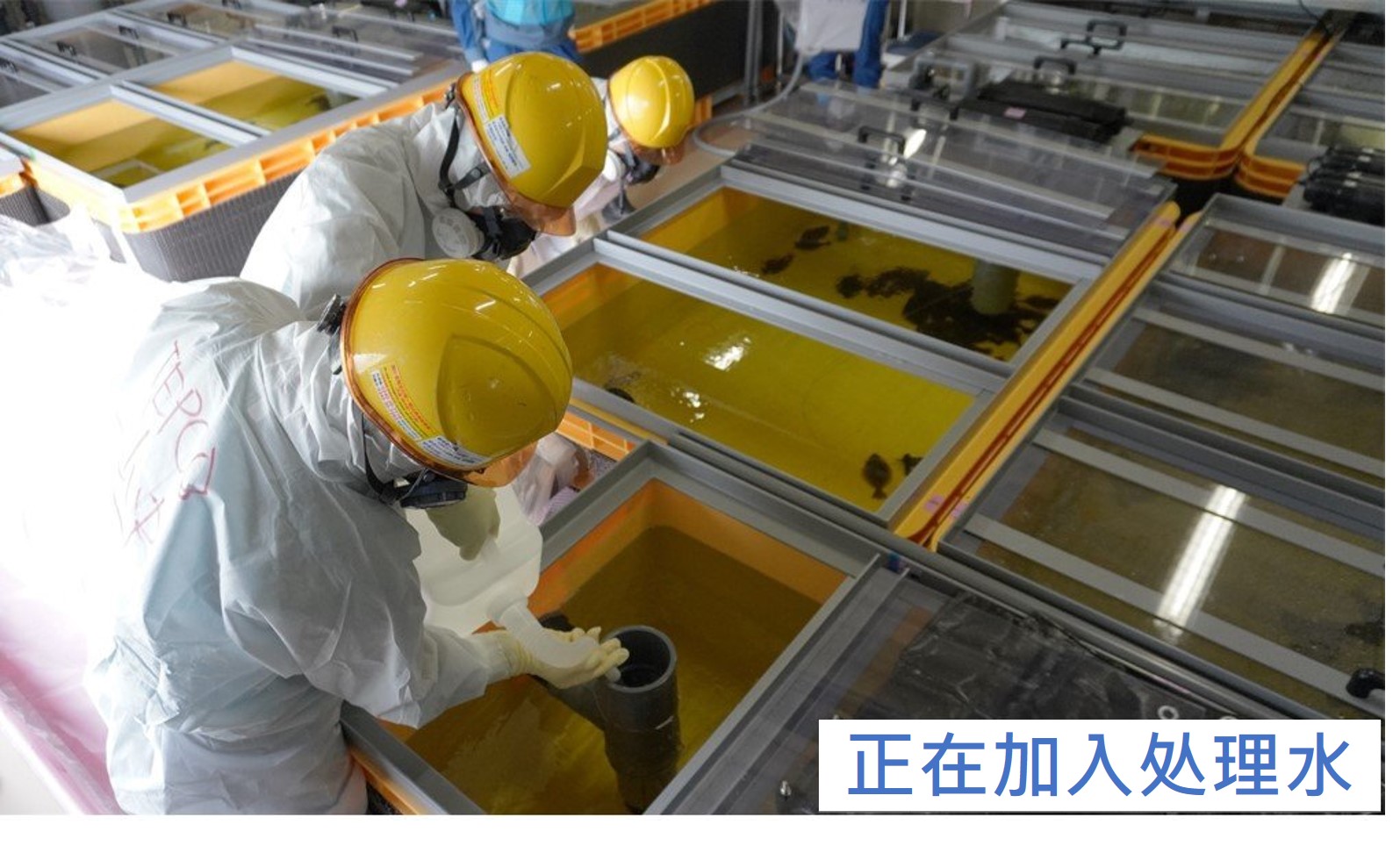 在试验专用水箱中加入ALPS处理水