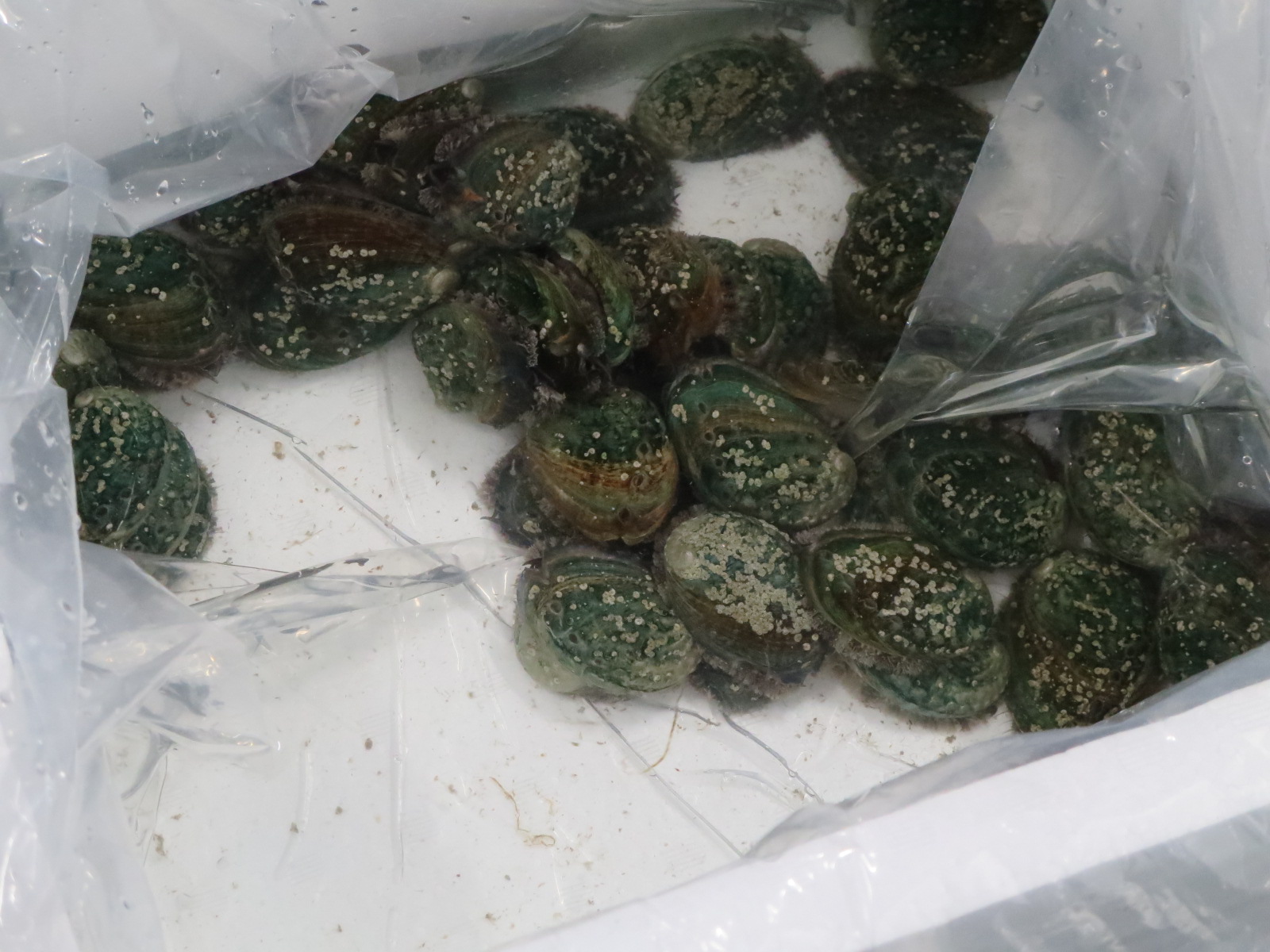开始鲍鱼的养殖试验