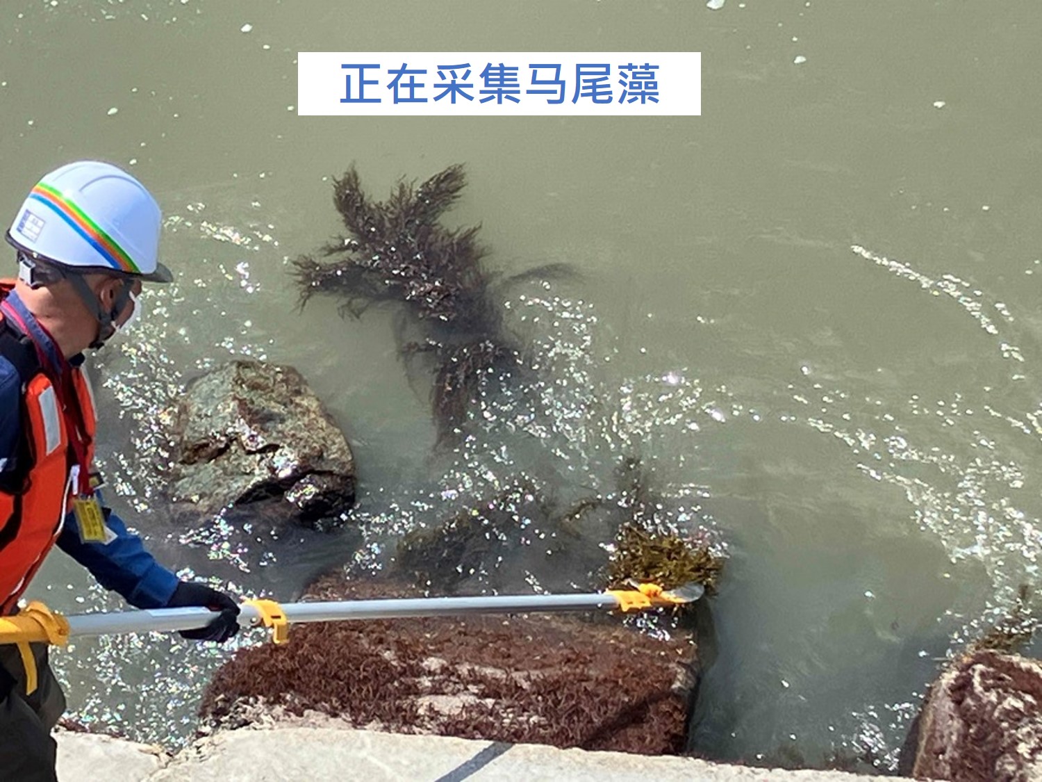 开始海藻的（马尾藻）养殖试验