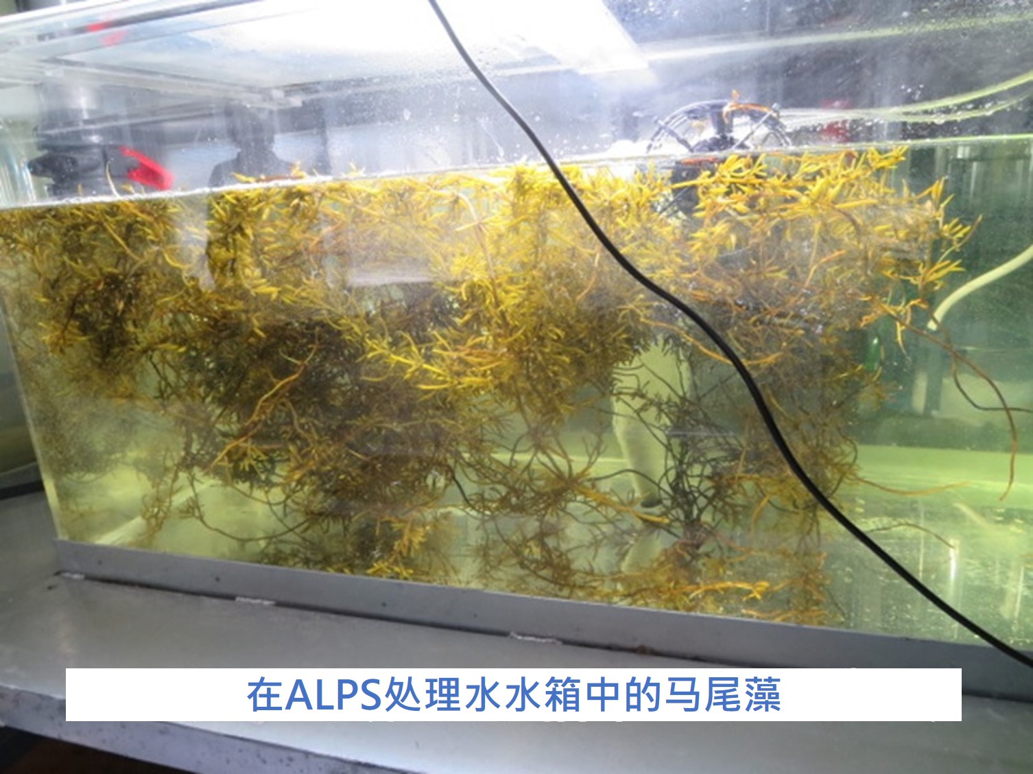 开始海藻的（马尾藻）养殖试验