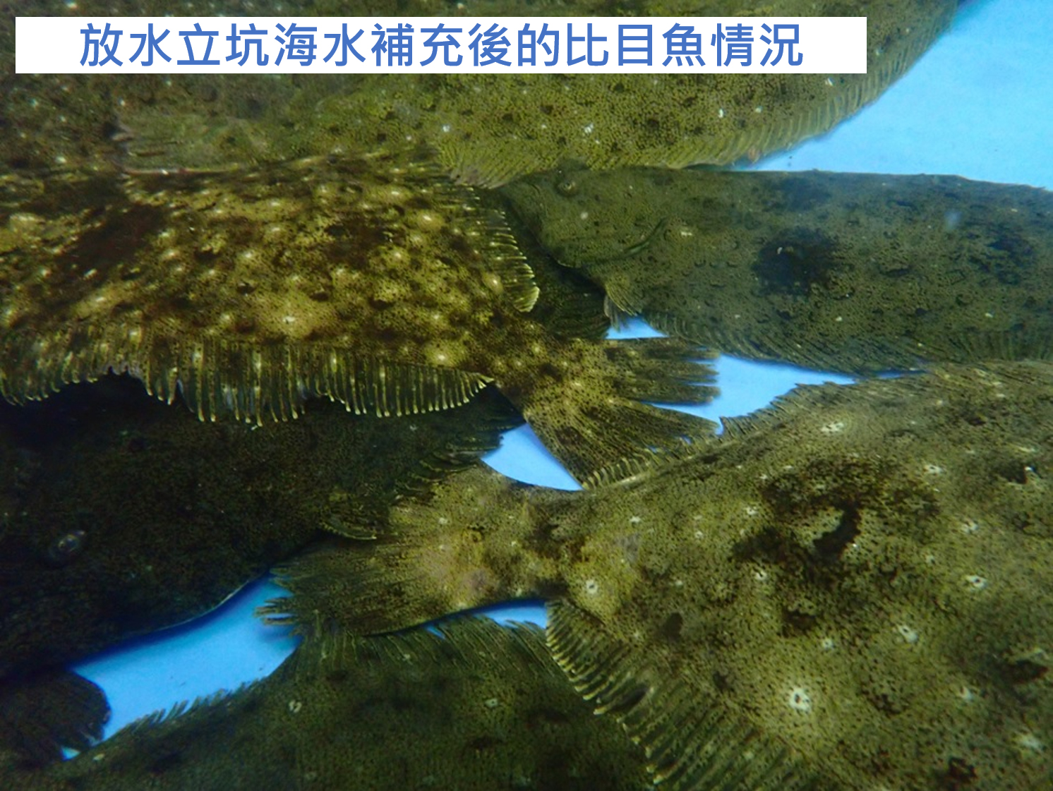 開始使用排釋放至環境的水進行比目魚及鮑魚養殖