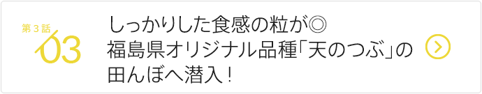 冷めても美味しいしっかりした粒が◎福島県オリジナル品種「天のつぶ」の園地へ潜入！