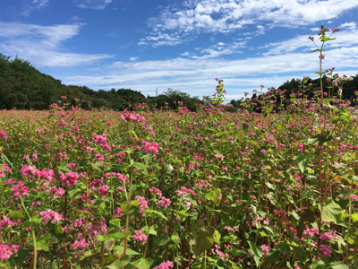 赤花ソバの開花状況