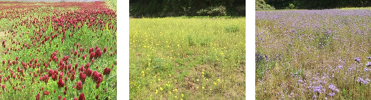 緑肥効果、景観向上効果を目指す秋まき植物のイメージ