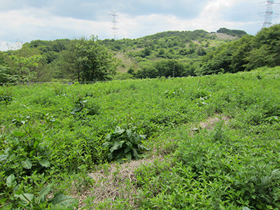 除草前の様子[2015年６月８日撮影]