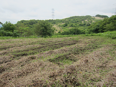 除草後の様子[2015年６月11日撮影]