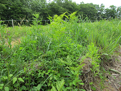 除草前の様子（拡大）[2015年６月８日撮影]