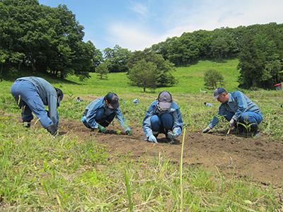 除草の様子[2015年６月11日撮影]