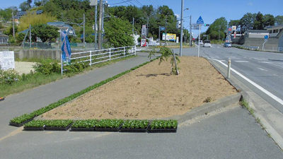 植え付け前[2017年6月4日撮影] 