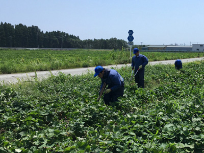 夏場の除草【2020年8月4日撮影】