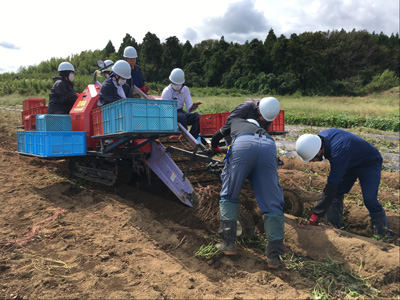 サツマイモ収穫【2020年9月29日撮影】