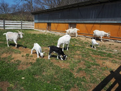 ヤギ広場での飼育状況