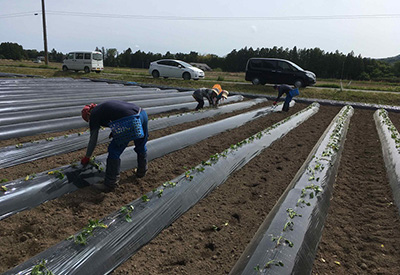 甘藷生産部会の皆さまと作業（苗の植え付け）